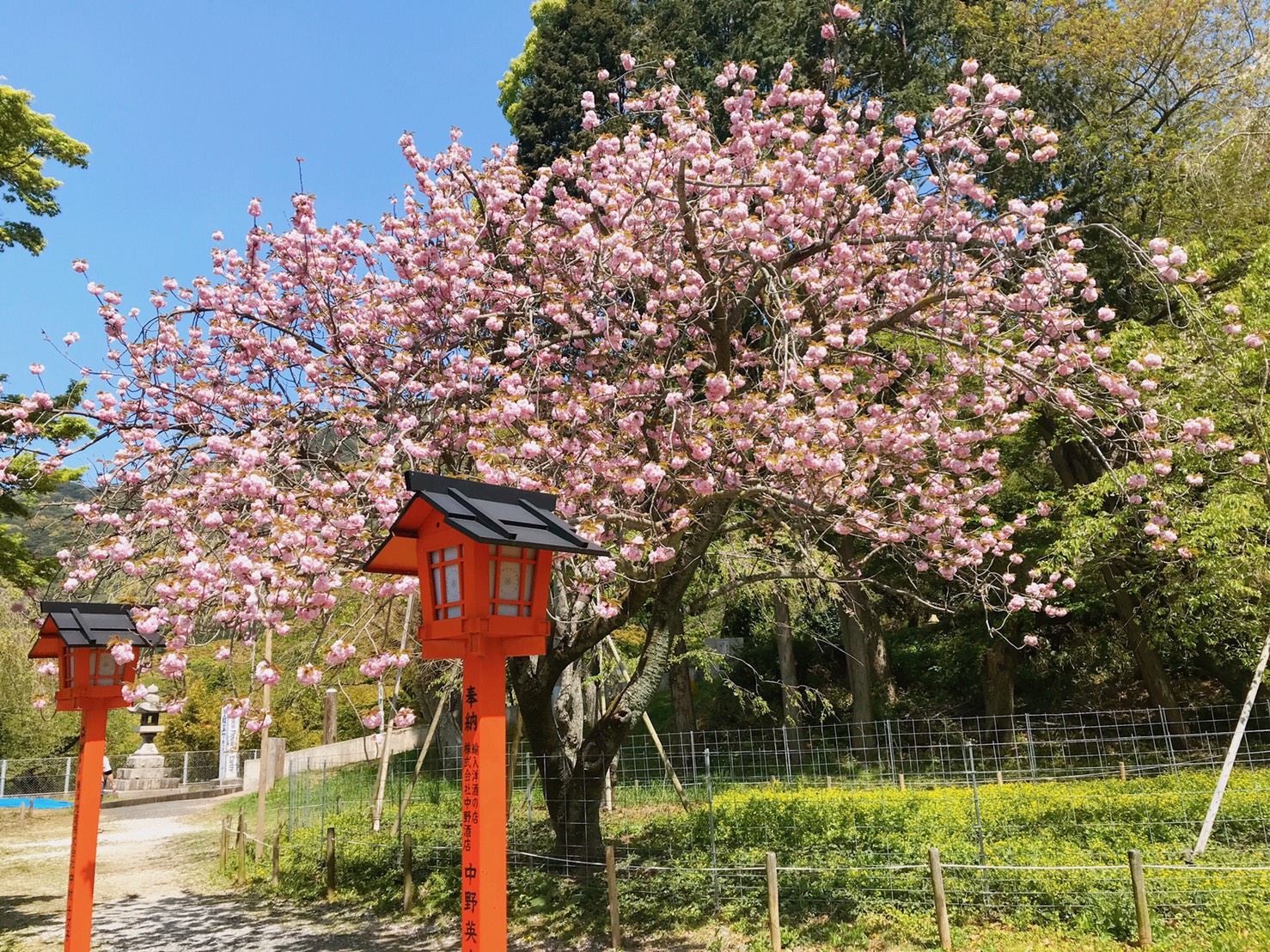 妙見神社の八重桜