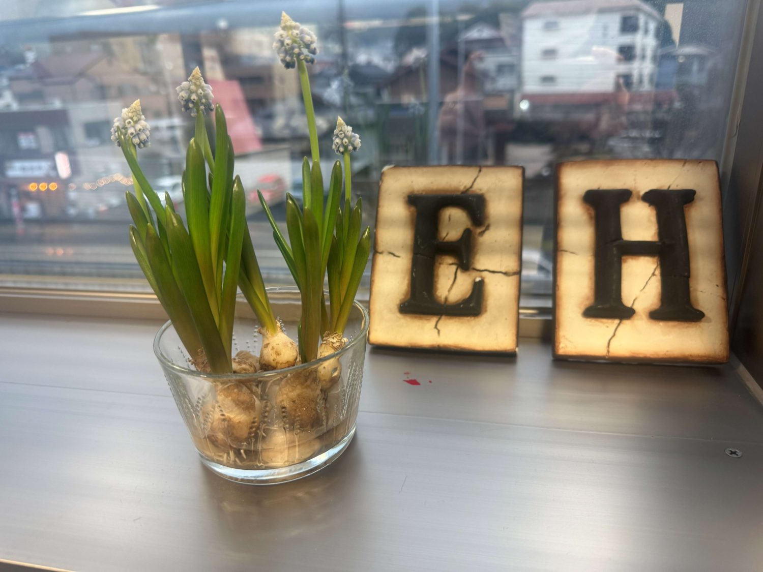 ムスカリ水栽培2026