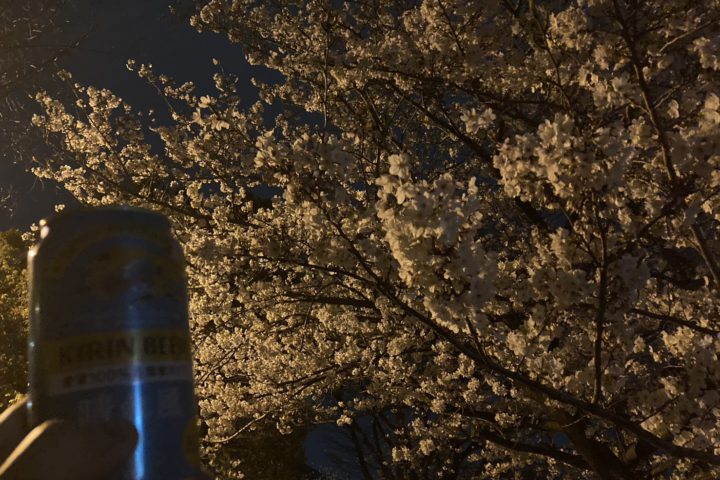 春の夜桜を楽しみました