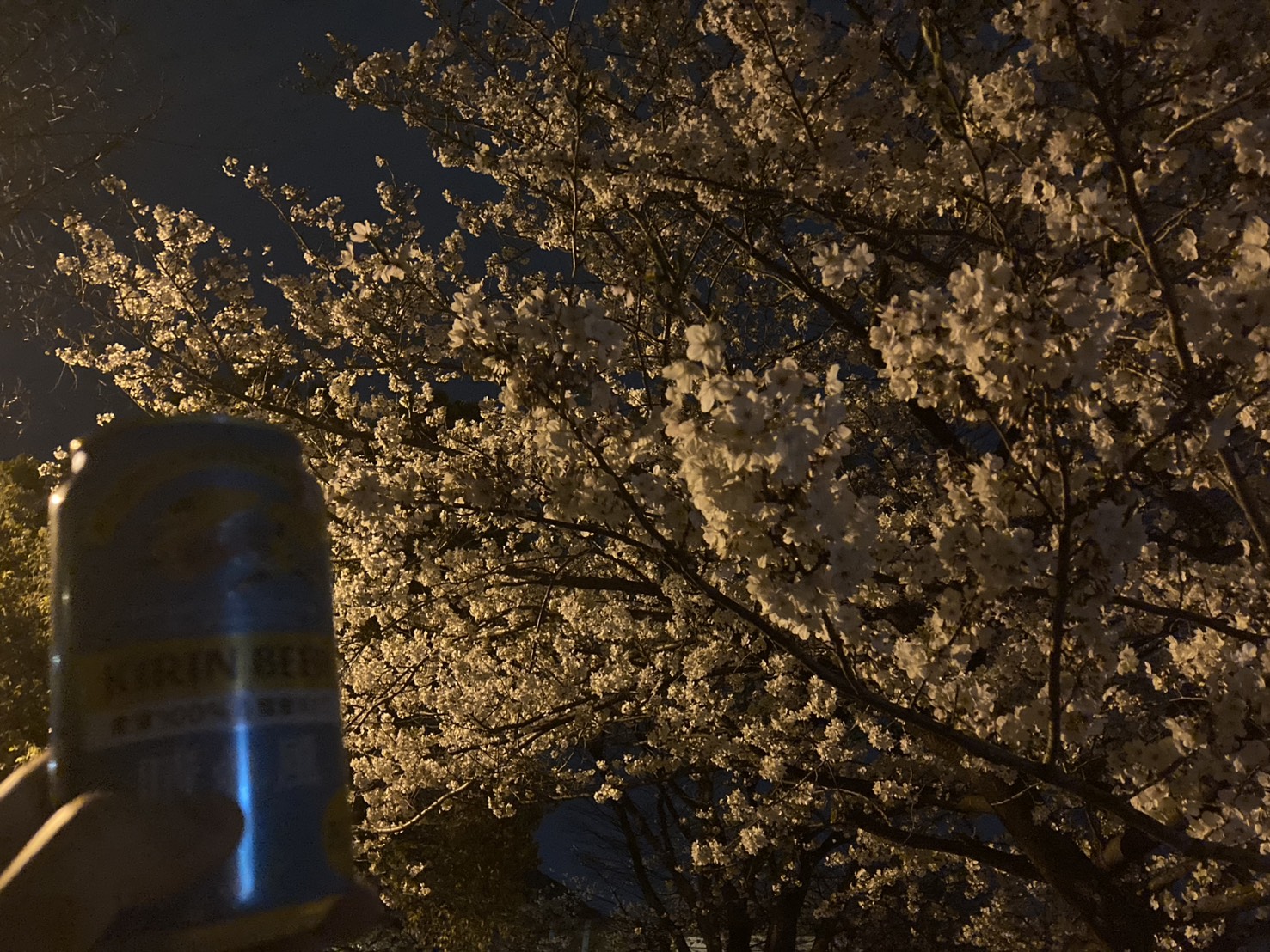 春の夜桜を楽しみました