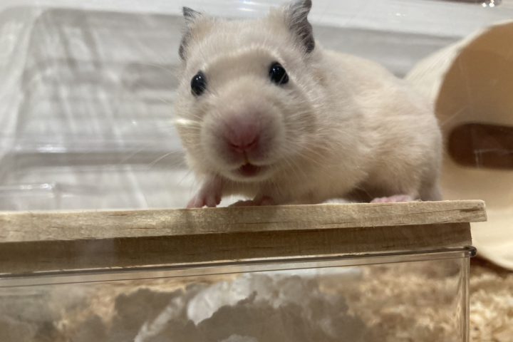 家族が増えました！