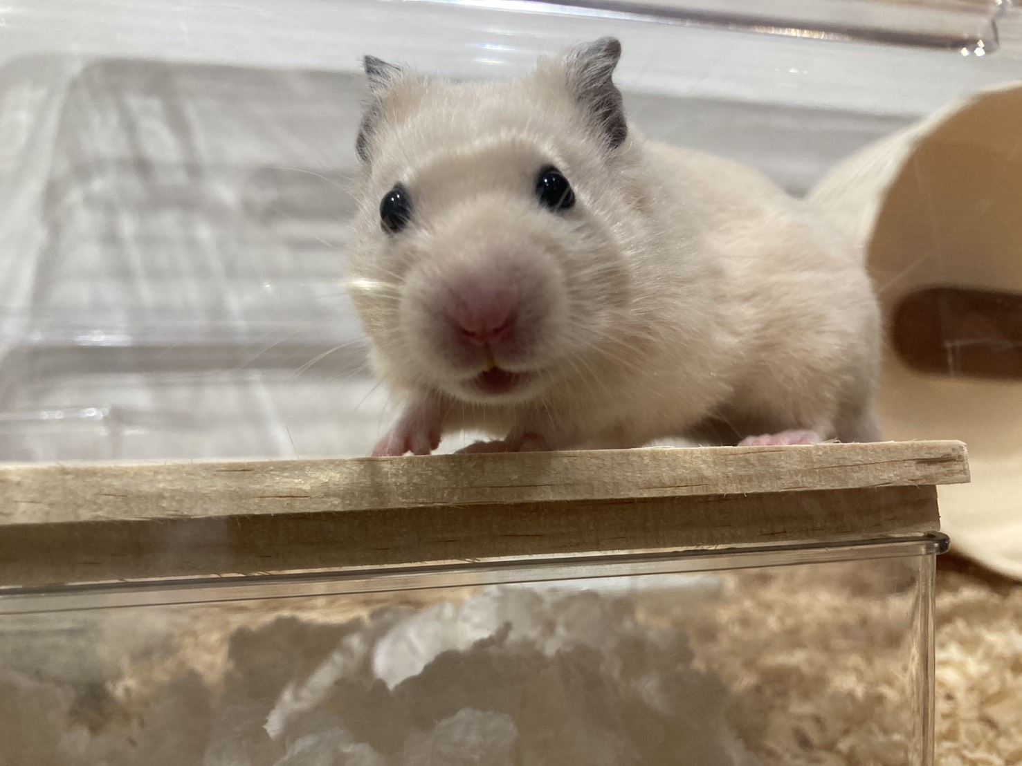 家族が増えました！