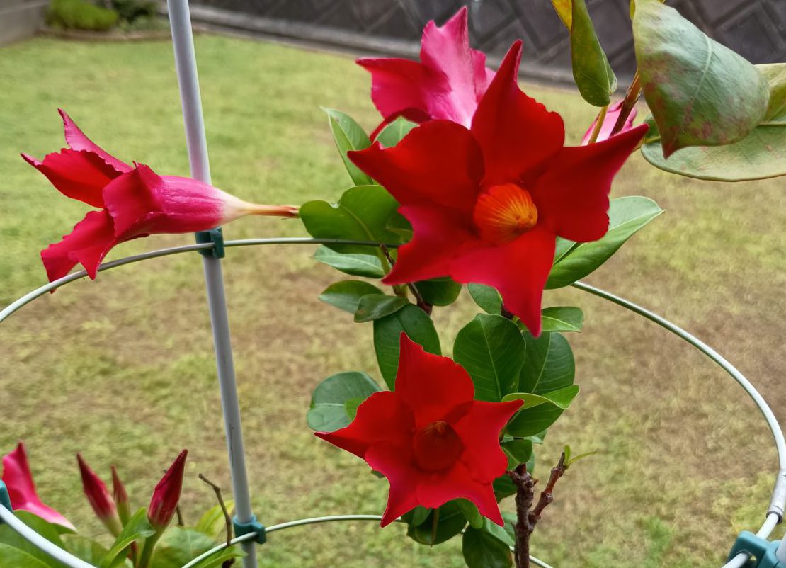 マンデビラ🌺